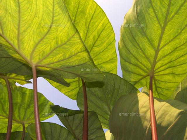 ふきの群葉 の写真素材 イラスト素材 アマナイメージズ