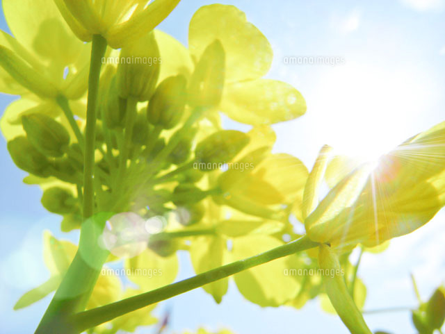 春の日差しを浴びる菜の花のアップ の写真素材 イラスト素材 アマナイメージズ