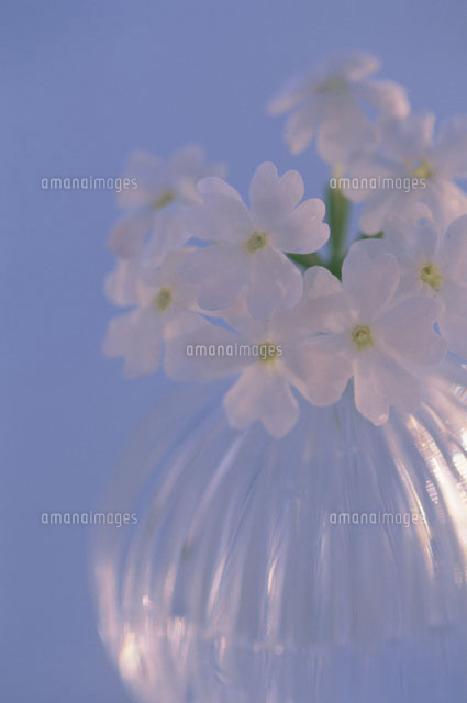花瓶に生けられたバーベナの花 白 の写真素材 イラスト素材 アマナイメージズ 花瓶に生けられたバーベナの花 白 の写真素材 イラスト素材 アマナイメージズ