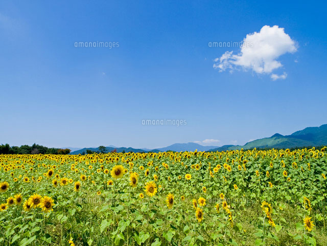 ひまわり畑と夏空 の写真素材 イラスト素材 アマナイメージズ
