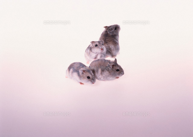4匹のハムスター[00455000278]の写真・イラスト素材｜アマナイメージズ