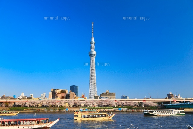 隅田川屋形船と桜とスカイツリー の写真素材 イラスト素材 アマナイメージズ
