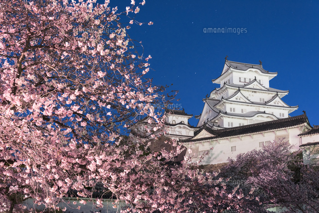 夜明け前の星空と桜咲く姫路城 の写真素材 イラスト素材 アマナイメージズ