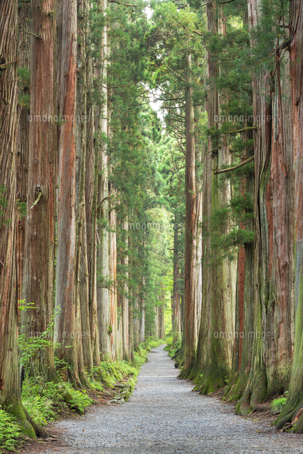 戸隠神社奥社 参道の杉並木 の写真素材 イラスト素材 アマナイメージズ