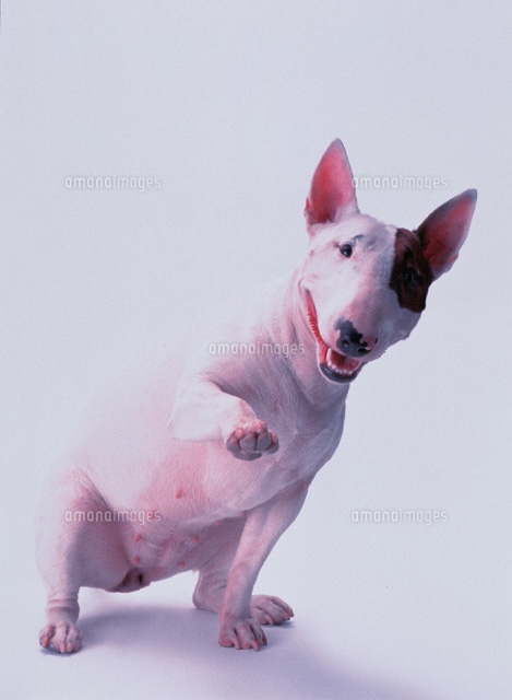 ミニチュア ブルテリア の写真素材 イラスト素材 アマナイメージズ