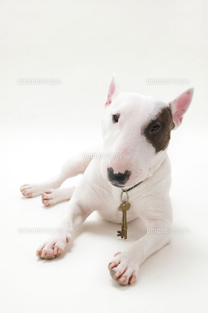 首輪に鍵を下げたイヌ ブルテリア の写真素材 イラスト素材 アマナイメージズ