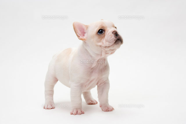 見上げるフレンチブルドッグの子犬[00558010461]の写真・イラスト素材
