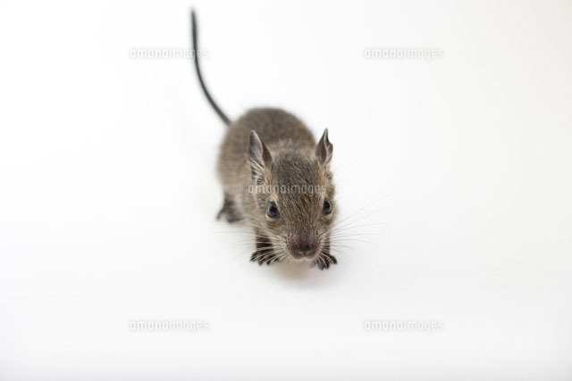 デグー の写真素材 イラスト素材 アマナイメージズ デグー の写真素材 イラスト素材 アマナイメージズ