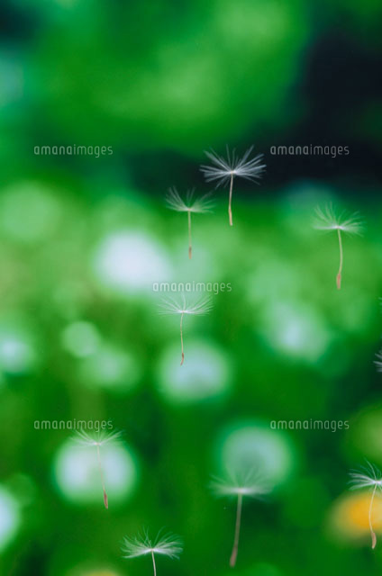たんぽぽの綿毛が飛ぶたんぽぽ畑[00744011926A]の写真・イラスト