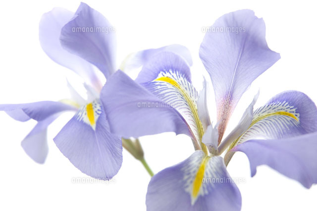 アヤメの花 の写真素材 イラスト素材 アマナイメージズ