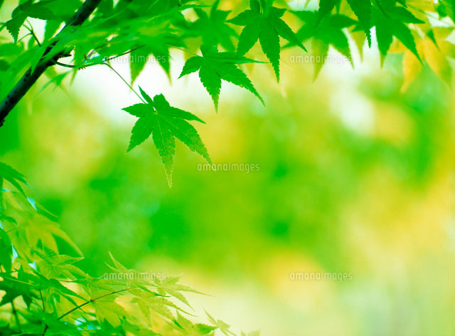 新緑紅葉 の写真素材 イラスト素材 アマナイメージズ