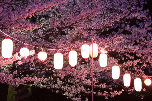 夜桜と提灯[00775010389]の写真・イラスト素材｜アマナイメージズ
