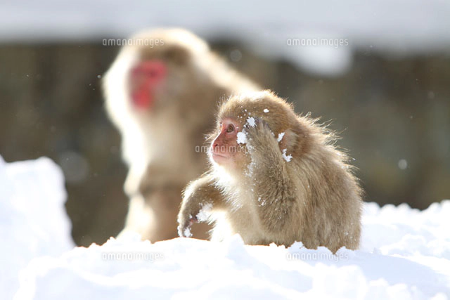 雪上の二匹の小猿[00784000038]の写真・イラスト素材｜アマナイメージズ