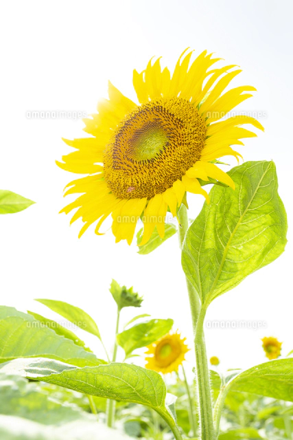 ひまわりの花に飛ぶ花粉玉をつけた蜂[00785000326]の写真・イラスト