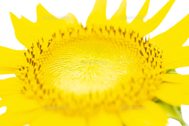 ひまわりの花に飛ぶ花粉玉をつけた蜂[00785000326]の写真・イラスト