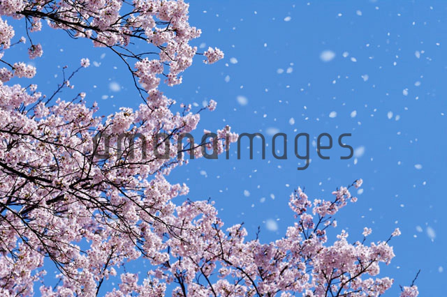 桜吹雪[10213000116]の写真・イラスト素材｜アマナイメージズ