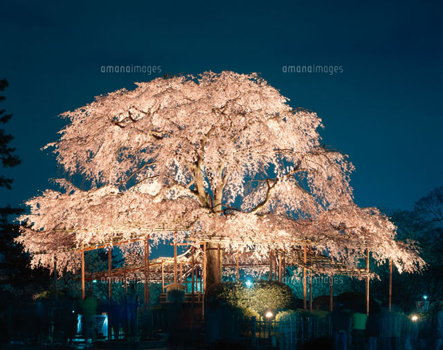 夜桜の枝垂れ桜 円山公園 京都府[01027000218]の写真・イラスト