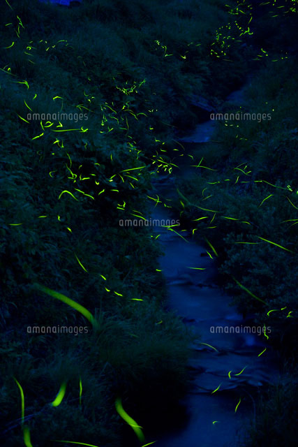 蛍と水面 の写真素材 イラスト素材 アマナイメージズ