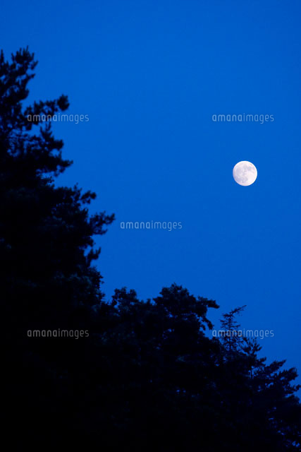 森から見る月と蒼い空 の写真素材 イラスト素材 アマナイメージズ