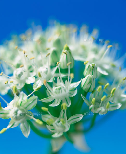 玉葱の花 の写真素材 イラスト素材 アマナイメージズ