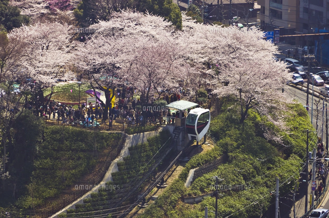 桜咲く飛鳥山公園と黄色の都電8810号車[01071011488]の写真
