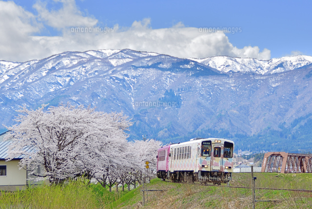 フラワー長井線 桜と朝日連峰 の写真素材 イラスト素材 アマナイメージズ