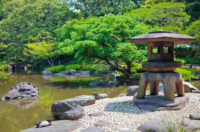 旧古河庭園の日本庭園心字池と雪見灯籠[01109090983]の写真・イラスト