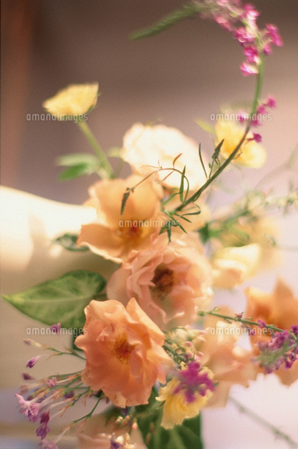 花 リナリア バラ ミニバラ の写真素材 イラスト素材 アマナイメージズ