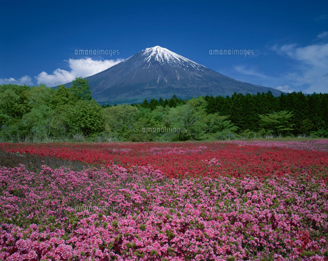 富士山とツツジの花畑 富士宮 静岡県 の写真素材 イラスト素材 アマナイメージズ