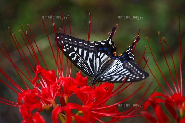 蝶と彼岸花の油彩画　シルバーフレーム F4 f3001cc86559d580c2421354f02e40