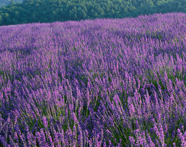 日の出公園のラベンダーの花畑 紫 上富良野町 北海道 の写真素材 イラスト素材 アマナイメージズ