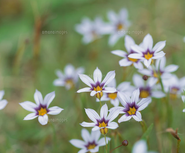 ニワゼキショウの花畑 鎌倉 神奈川県 の写真素材 イラスト素材 アマナイメージズ
