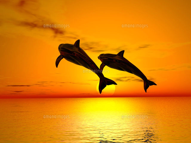 夕日とイルカ[01328010293A]の写真・イラスト素材｜アマナイメージズ
