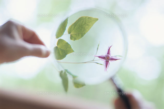 虫眼鏡でイカリ花を見る人の手 の写真素材 イラスト素材 アマナイメージズ