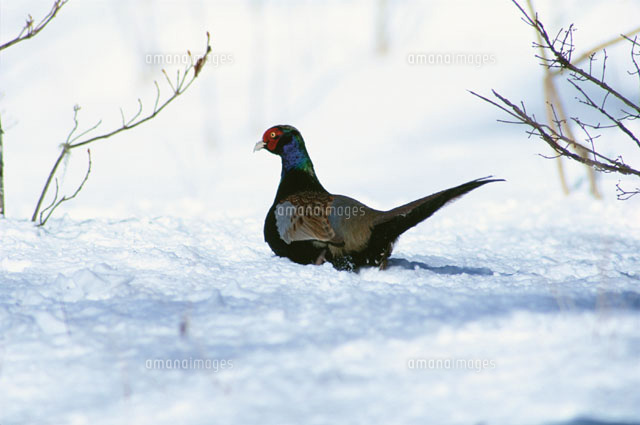 雪の上に座るキジ 蓼科高原 長野県 の写真素材 イラスト素材 アマナイメージズ