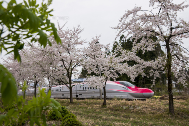 桜並木と秋田新幹線スーパーこまち[01362010380]の写真・イラスト素材