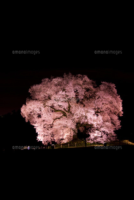 わに塚の桜ライトアップ[01362014836]の写真・イラスト素材
