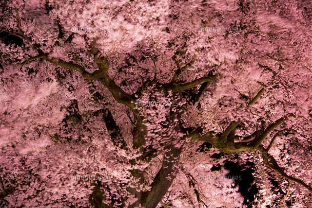 現代アート「富士とわに塚桜のライトアップ」（3D painting） 2025】わに塚の桜の見頃はいつ？ライトアップや富士山と一緒に