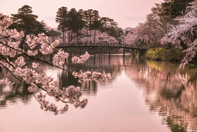 高田城公園夕日に染まるお濠と満開の桜[01362014841]の写真・イラスト