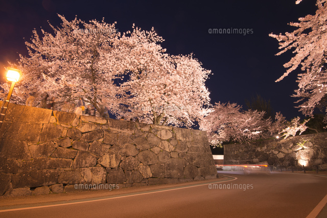 彦根城 石垣と満開の桜ライトアップ の写真素材 イラスト素材 アマナイメージズ 彦根城 石垣と満開の桜ライトアップ の写真素材 イラスト素材 アマナイメージズ
