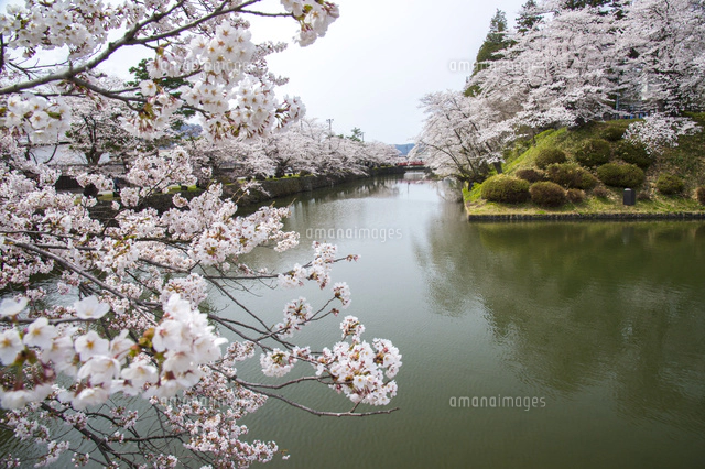 松が岬公園 上杉神社の桜[01362018079]の写真・イラスト素材｜アマナ