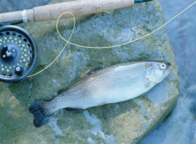 釣竿と魚 の写真素材 イラスト素材 アマナイメージズ