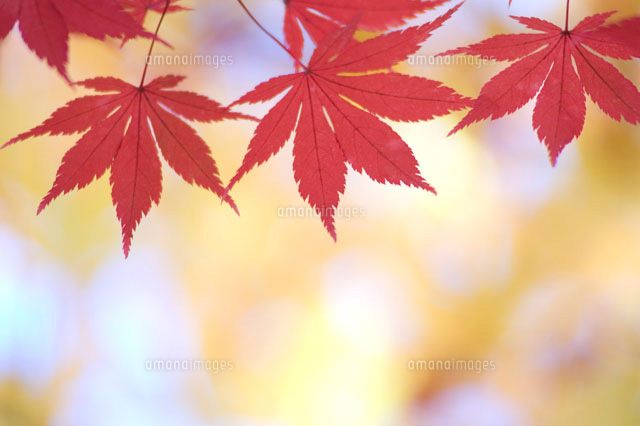 紅葉したモミジ[01466010623]の写真素材・イラスト素材｜アマナイメージズ