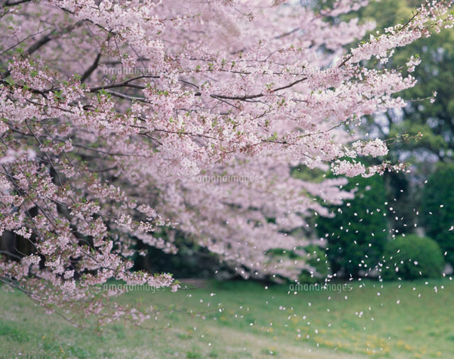 桜散る 桜散る[01520008279]の写真・イラスト素材｜アマナイメージズ