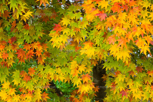 紅葉するヤマモミジ[01538011581]の写真・イラスト素材｜アマナ