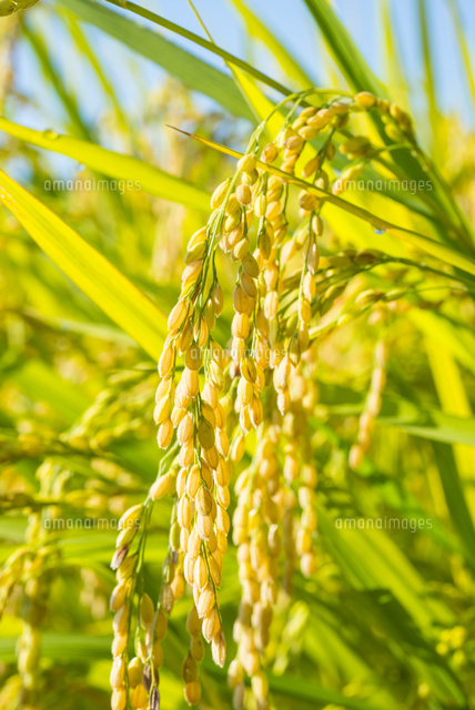 実り 収穫前の稲穂 の写真素材 イラスト素材 アマナイメージズ