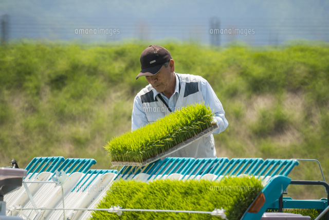 田植え機に苗をセット[01551000573]の写真・イラスト素材｜アマナ 