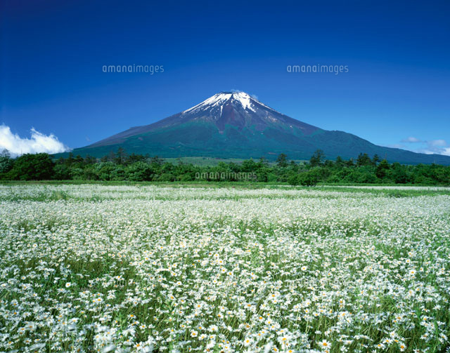 フランスギクの花畑と富士山 山梨県 の写真素材 イラスト素材 アマナイメージズ