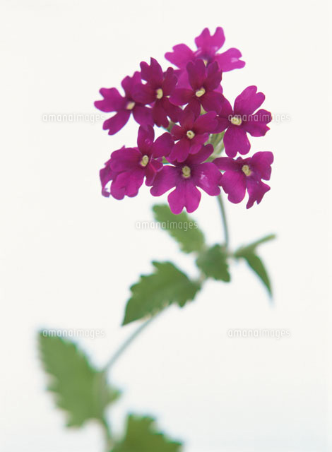 バーベナ の写真素材 イラスト素材 アマナイメージズ