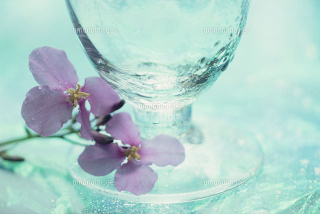 2輪の花と透明のグラス の写真素材 イラスト素材 アマナイメージズ
